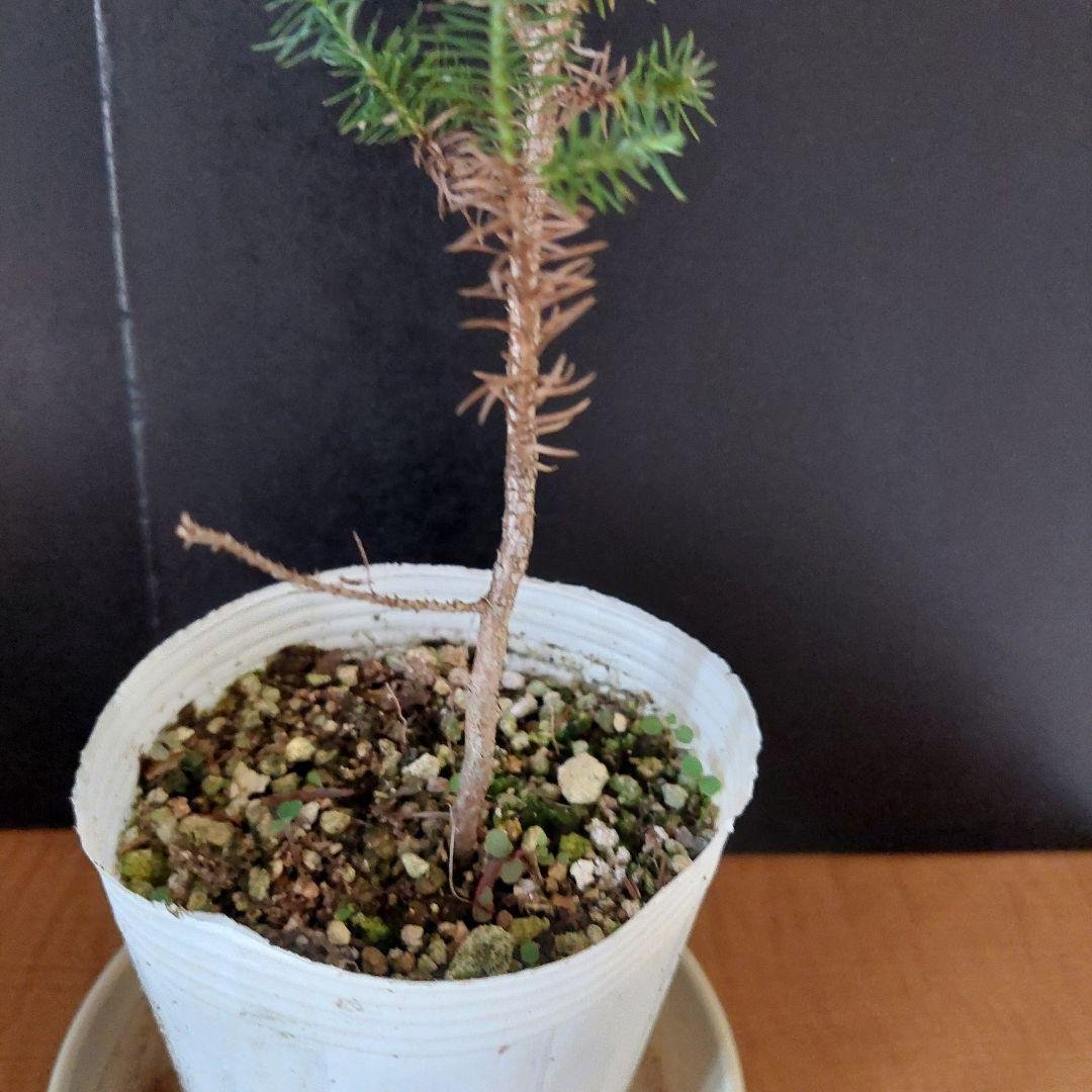 Himrod cedar cutting seedling